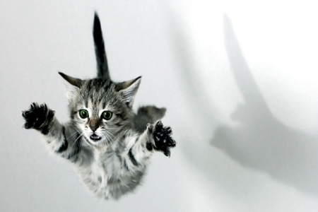 cat_jump